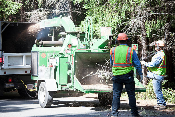 Best Tree Removal  in Elgin, OK